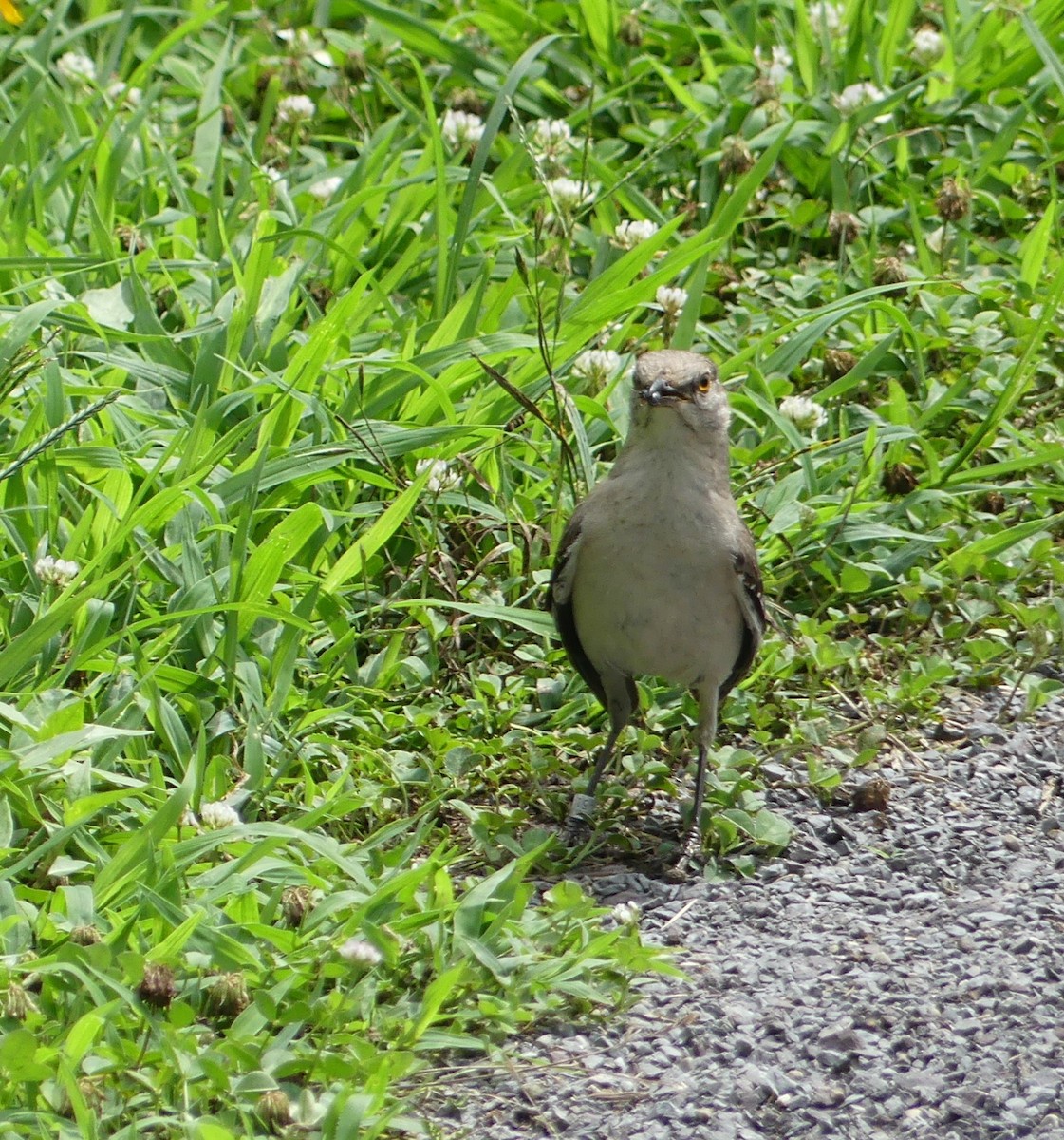 Northern Mockingbird - ML468207671