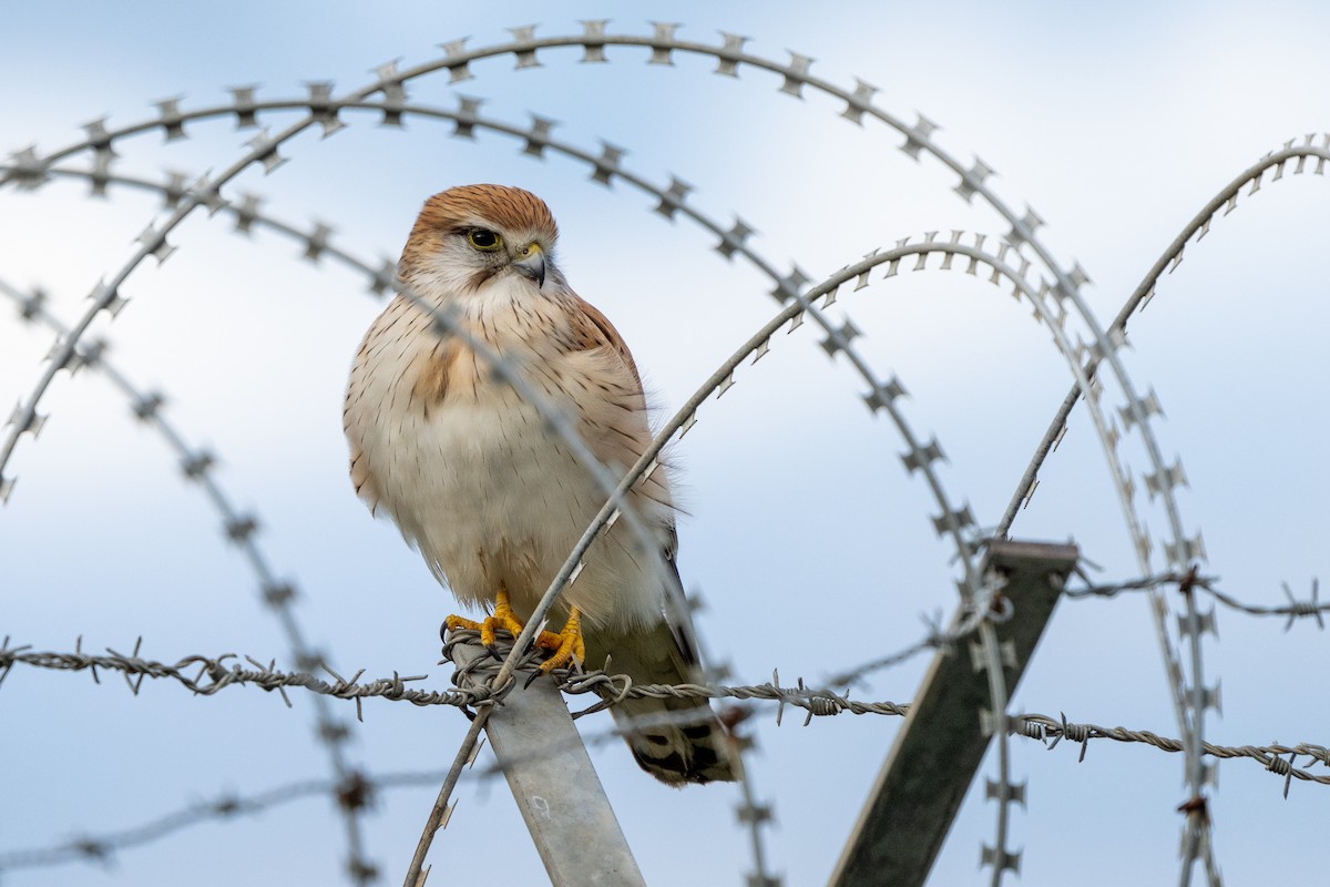 Nankeen Kestrel - ML468208531