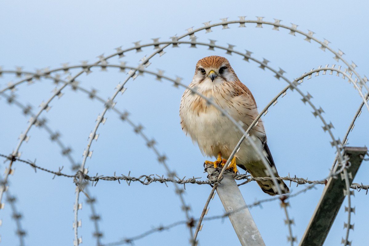 Nankeen Kestrel - ML468208551