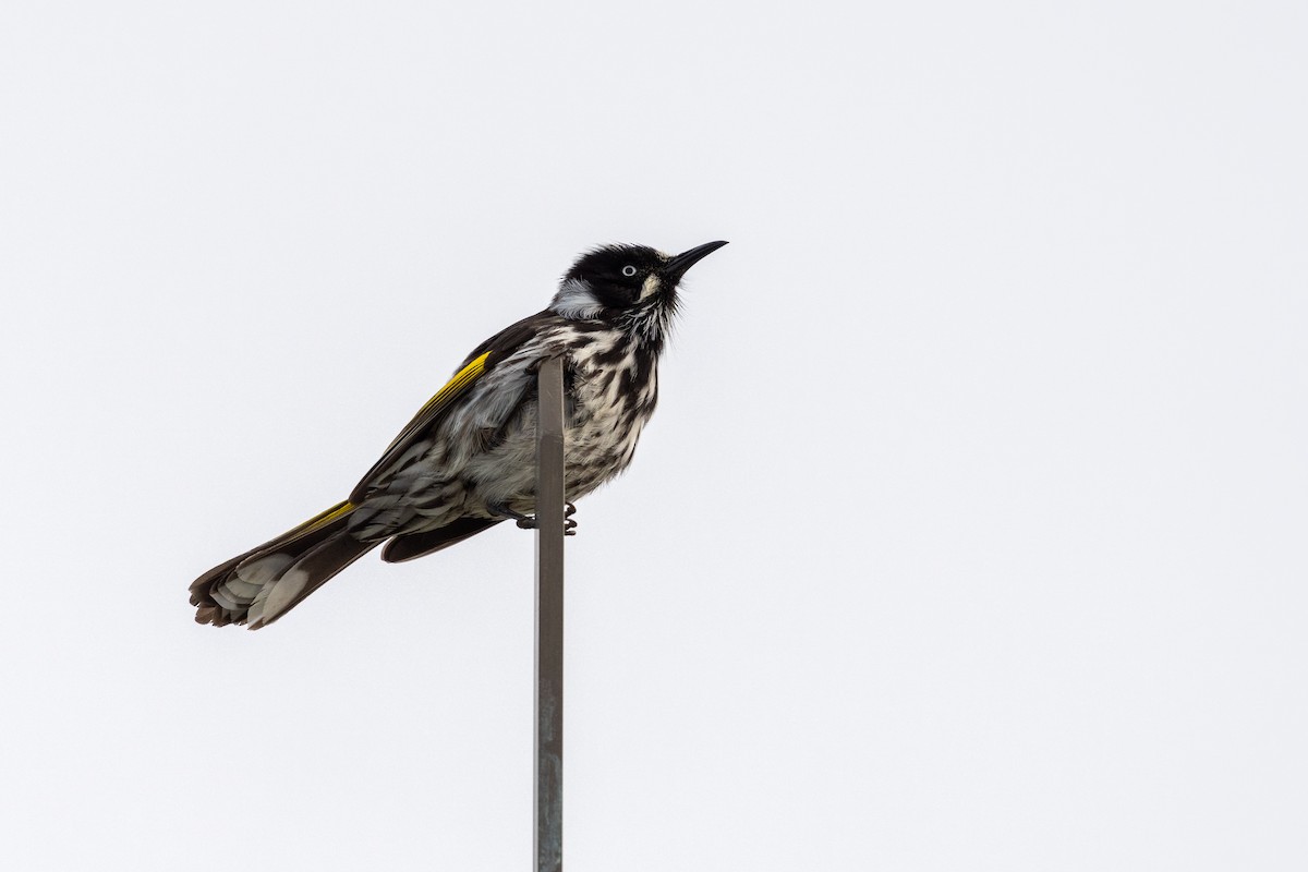 New Holland Honeyeater - ML468208571