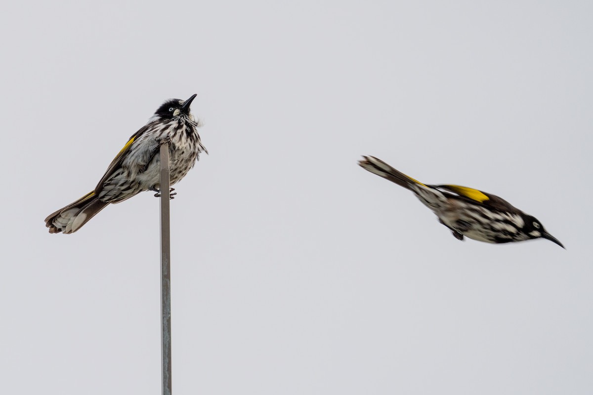 New Holland Honeyeater - ML468208581