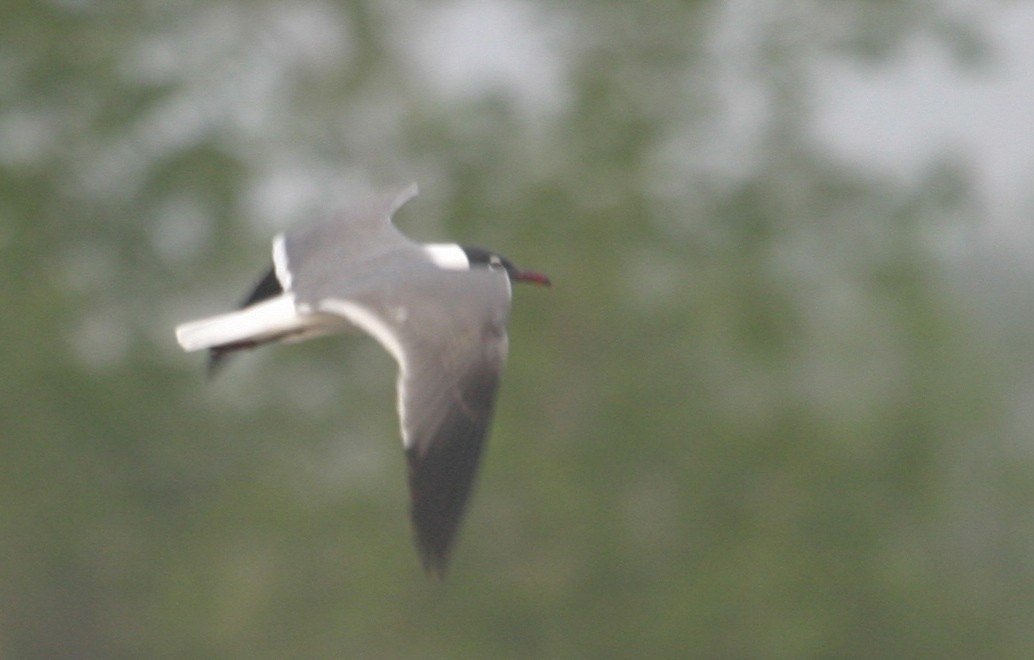 Laughing Gull - ML46820871