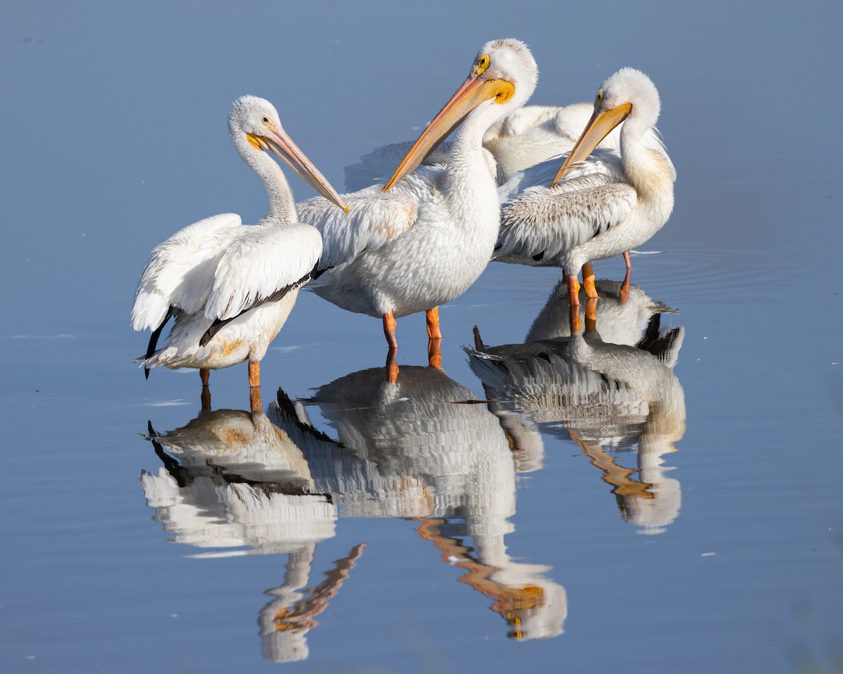 American White Pelican - Gaurav Manglik