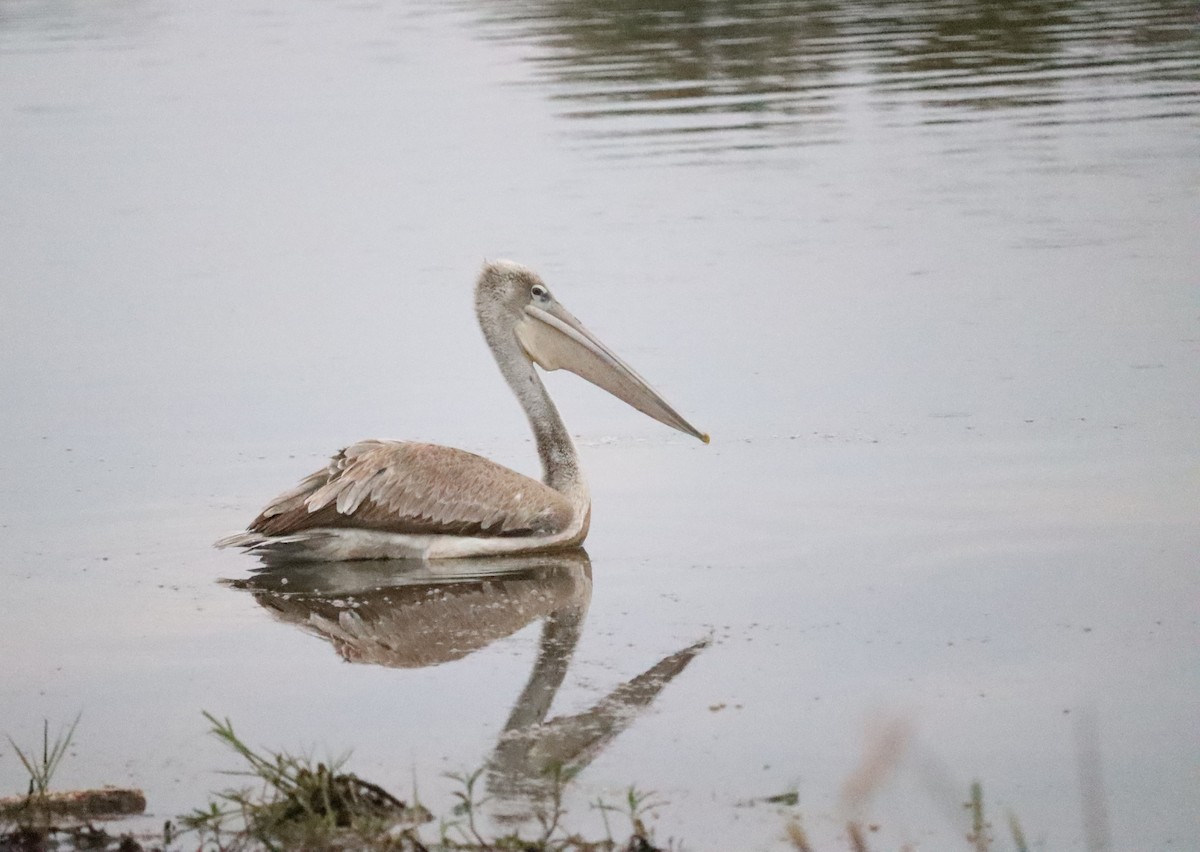 Pink-backed Pelican - ML468208871