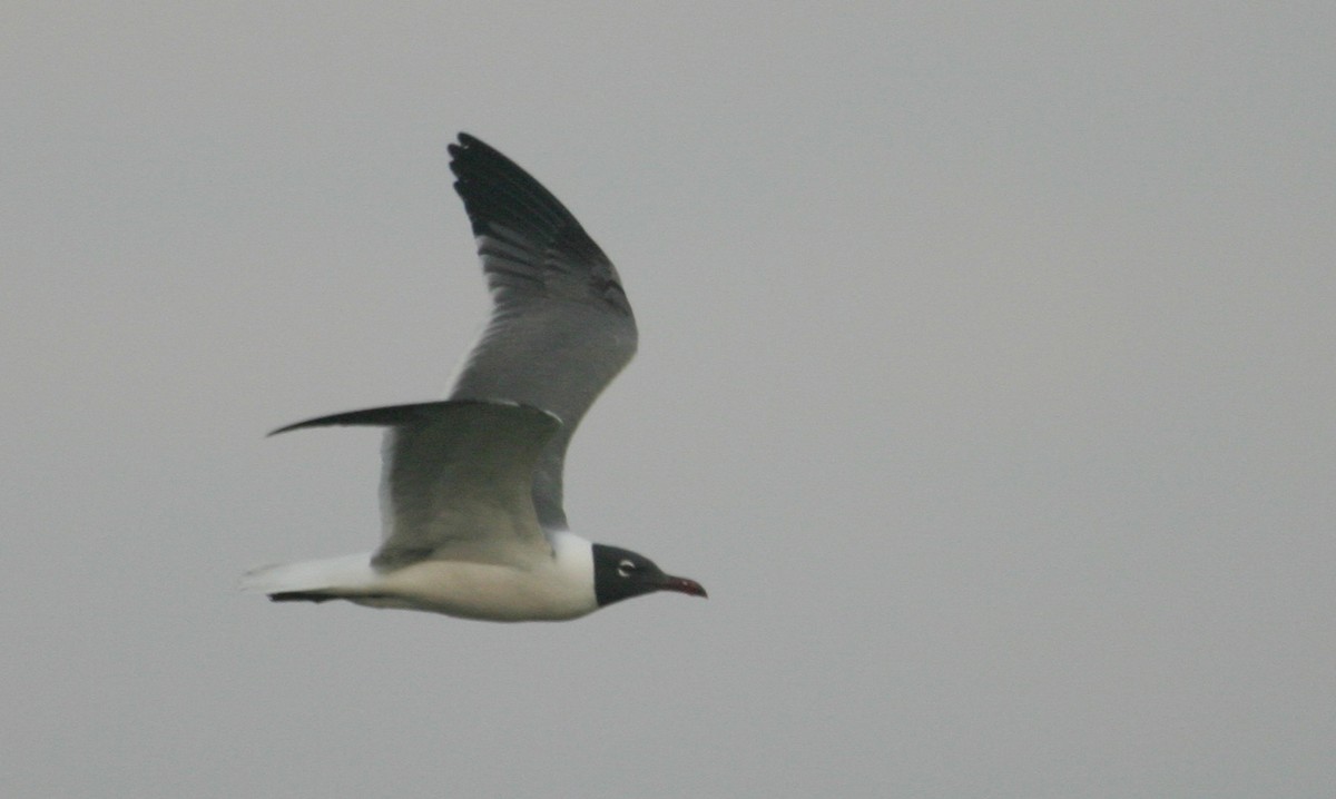Laughing Gull - ML46820901