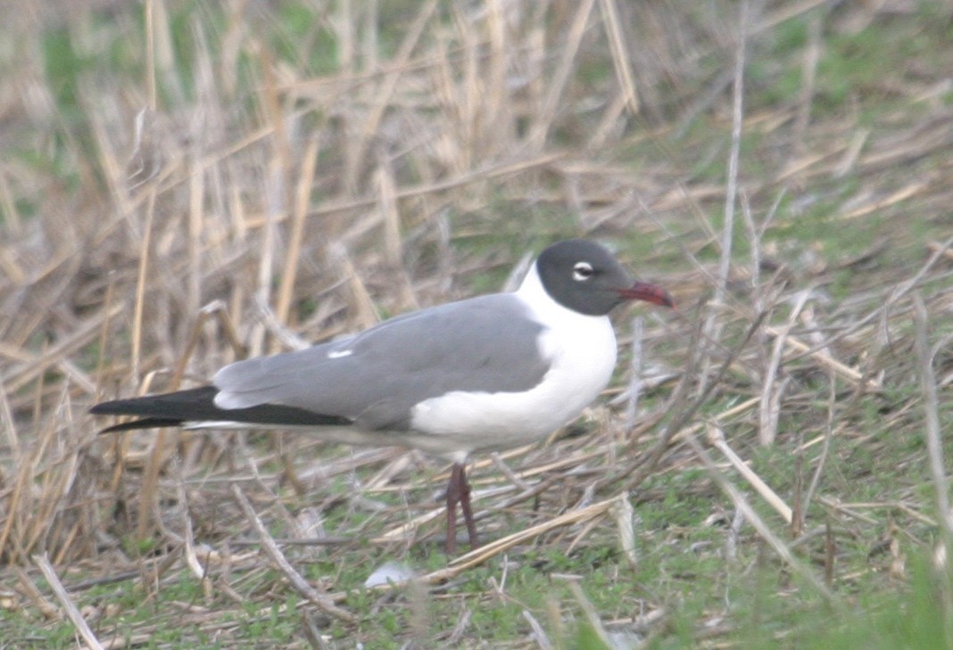 Laughing Gull - ML46820931