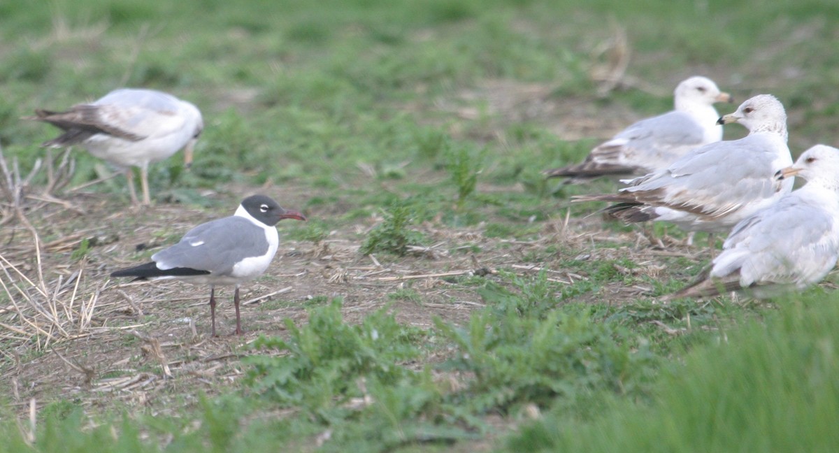 Laughing Gull - ML46820961