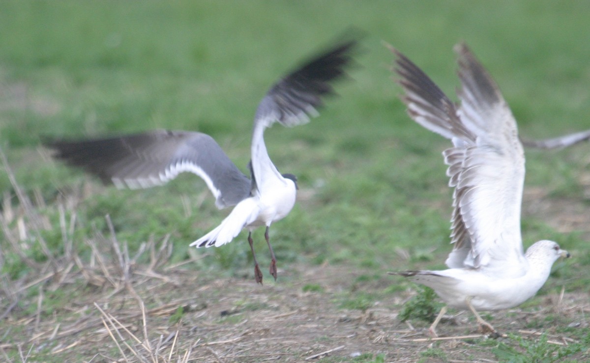 Laughing Gull - ML46820971