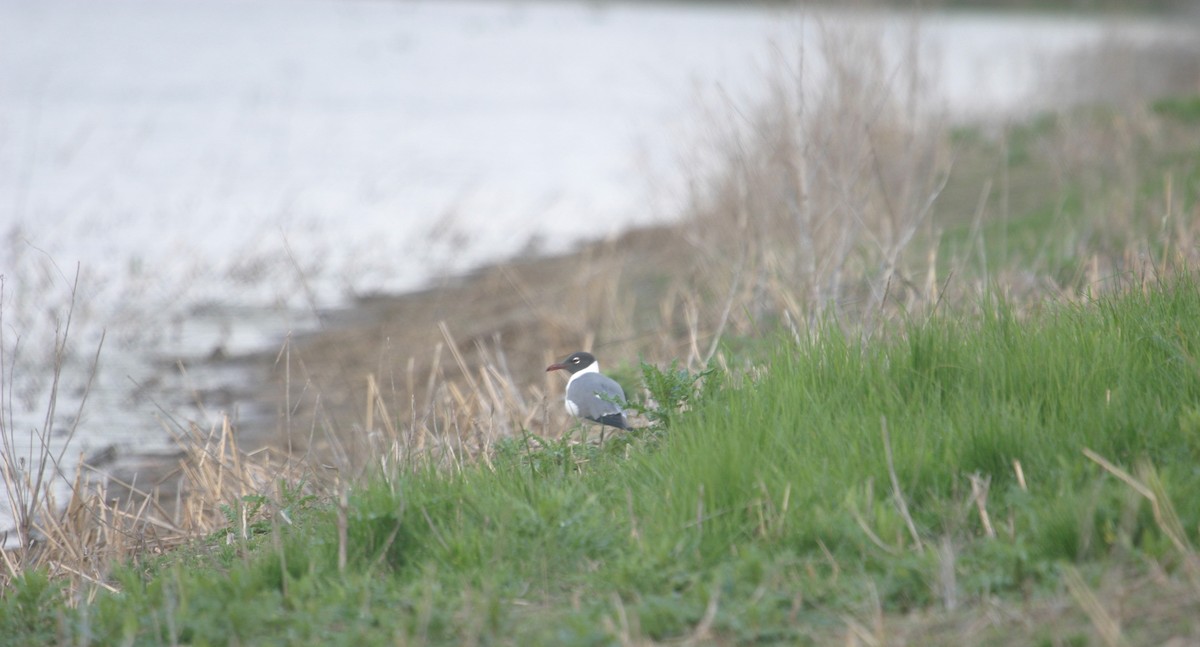 Laughing Gull - ML46820981