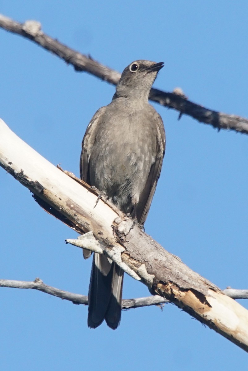 Townsend's Solitaire - ML468209841