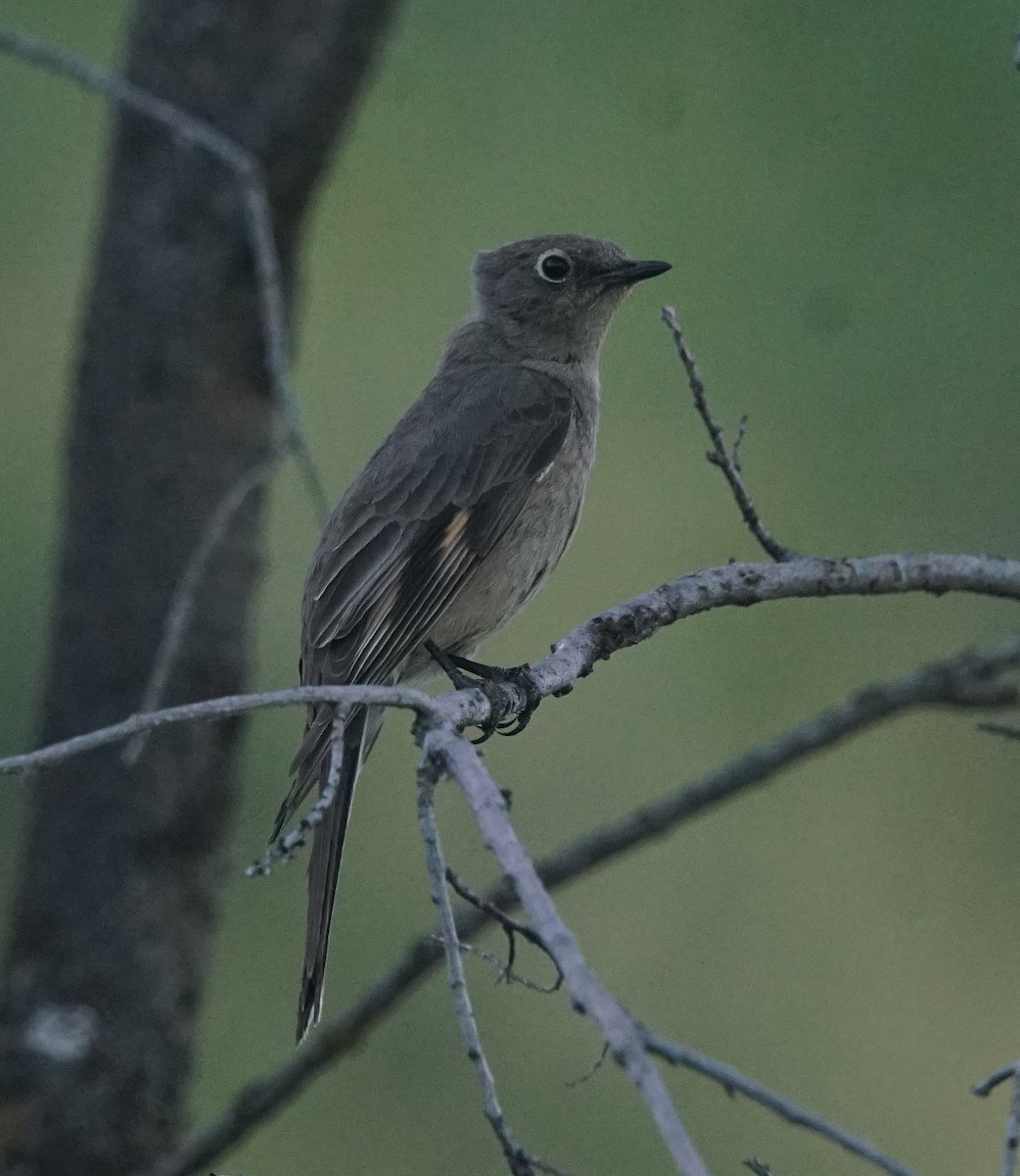Townsend's Solitaire - ML468209851