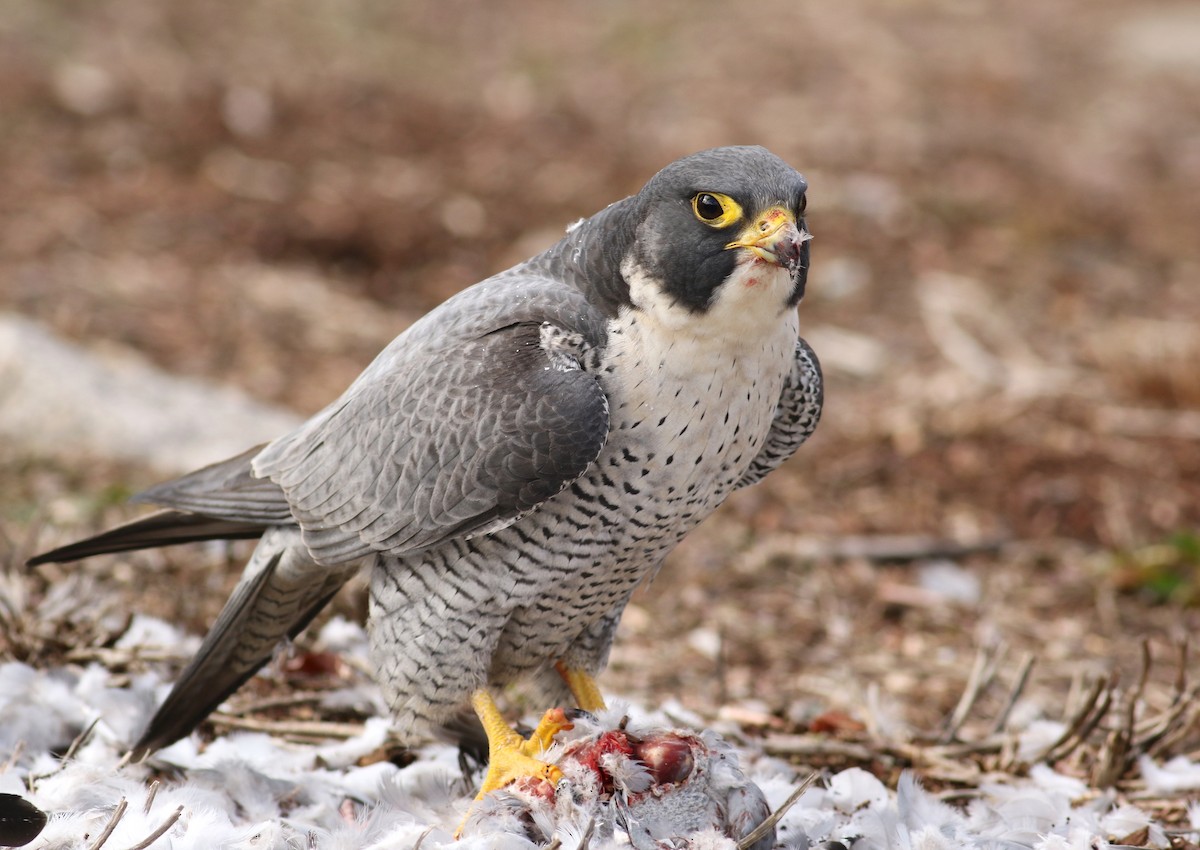 Peregrine Falcon (North American) - Falco peregrinus anatum