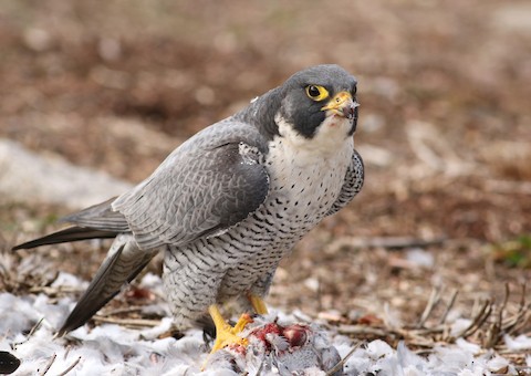 アメリカハヤブサ
