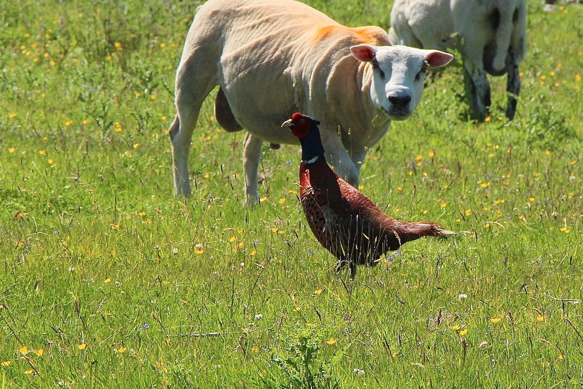 Ring-necked Pheasant - ML468211511