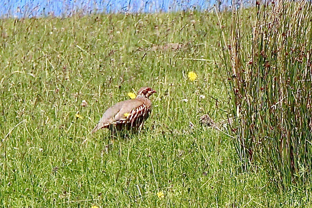 Red-legged Partridge - Pauline and Ray Priest