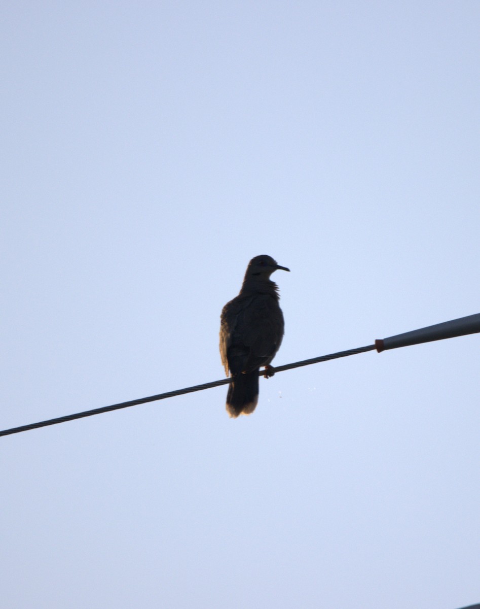 White-winged Dove - ML468212721