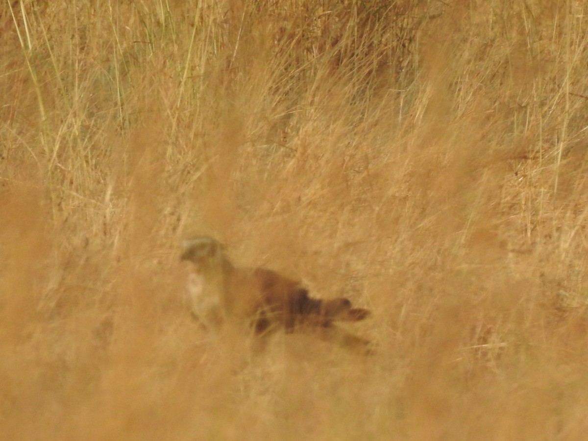 Pallid Harrier - Arulvelan Thillainayagam