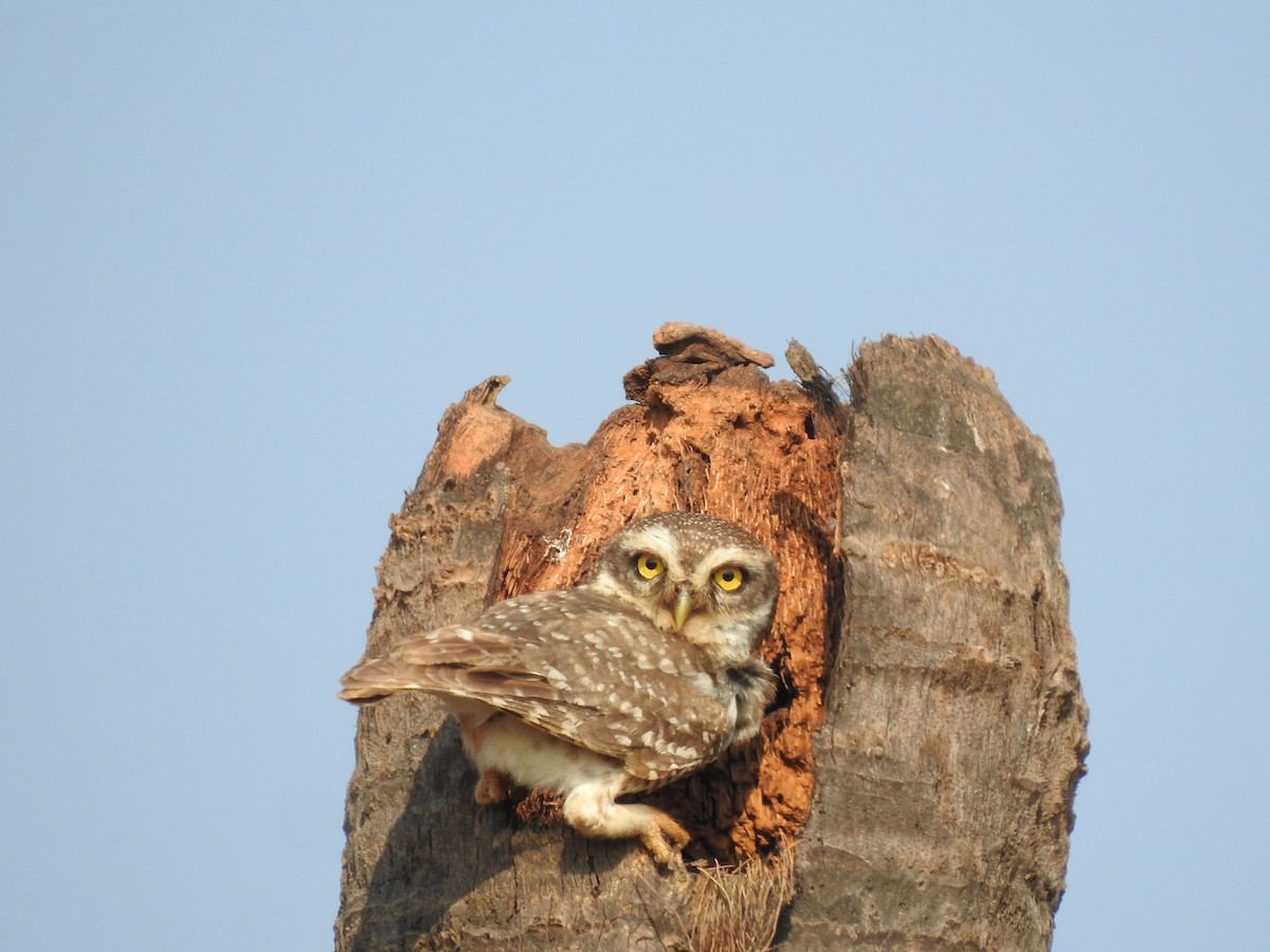 Spotted Owlet - Arulvelan Thillainayagam