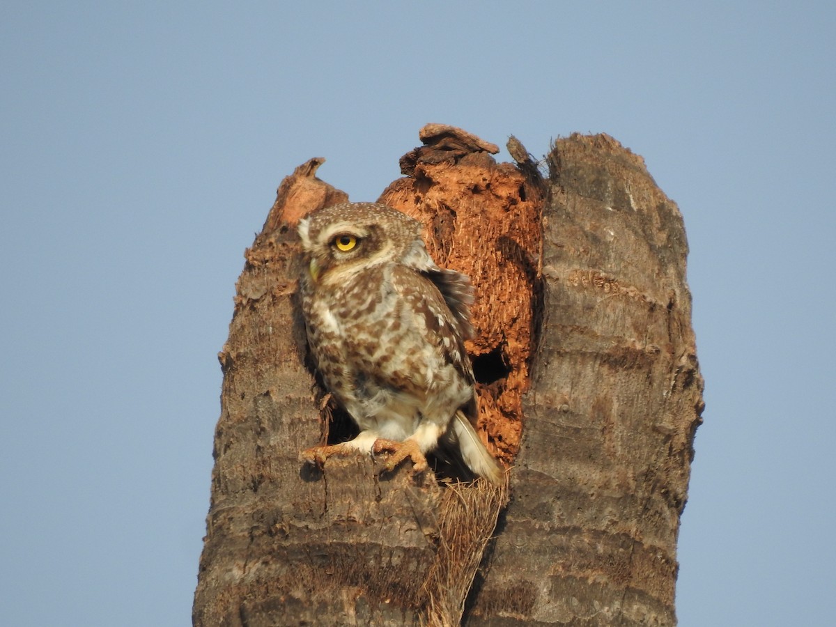Spotted Owlet - ML468213371