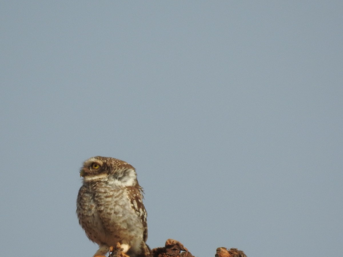 Spotted Owlet - Arulvelan Thillainayagam