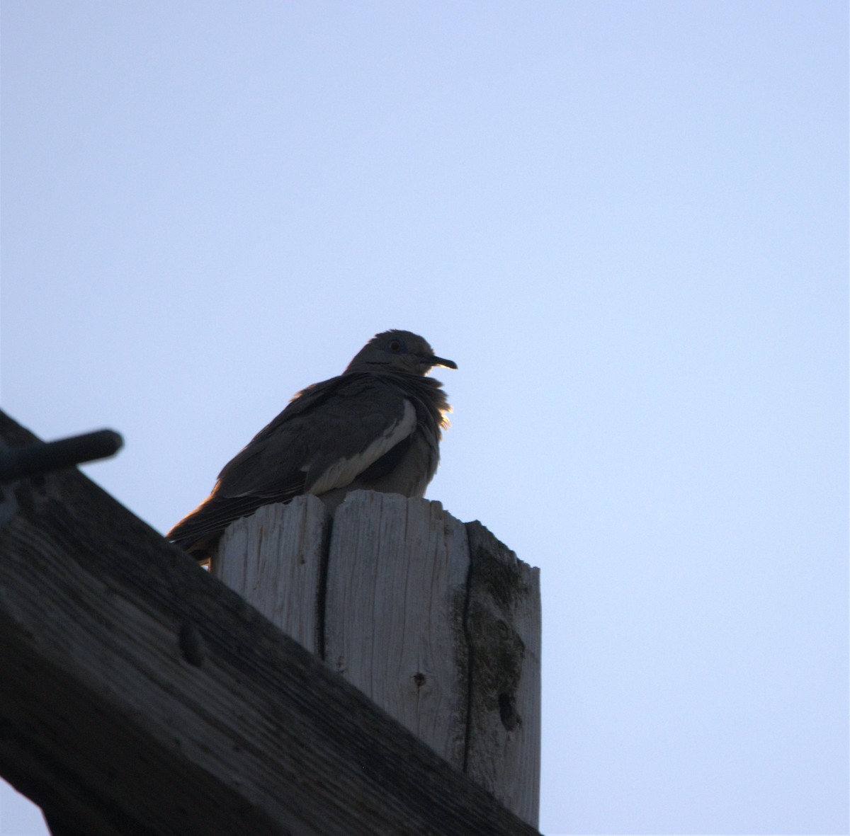 White-winged Dove - ML468213521