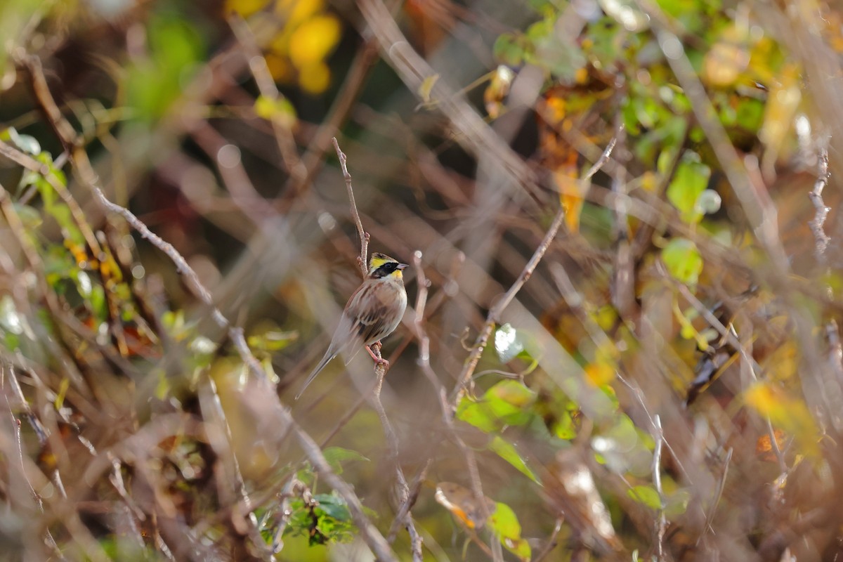 Yellow-throated Bunting - ML468213541