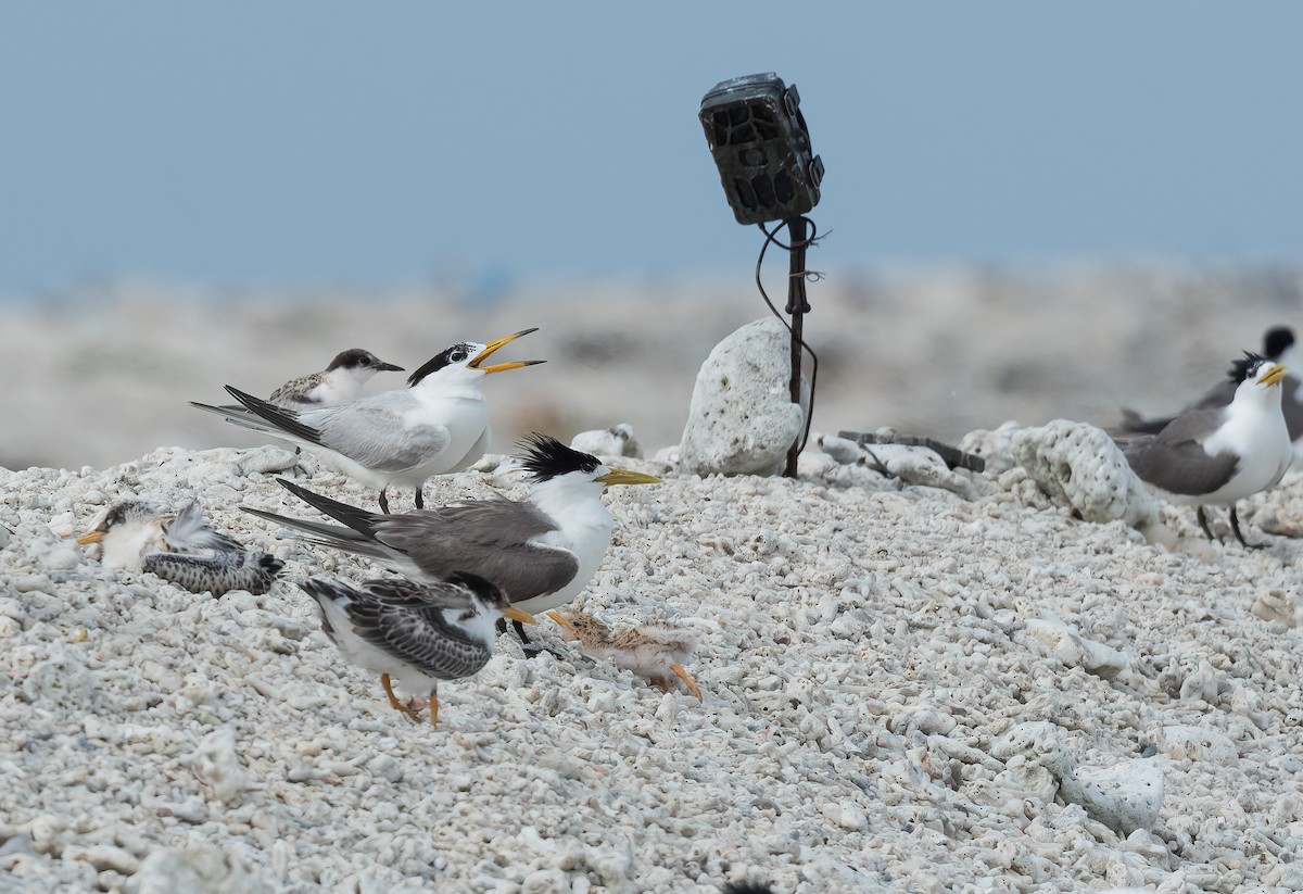 黑嘴端鳳頭燕鷗 - ML468213561