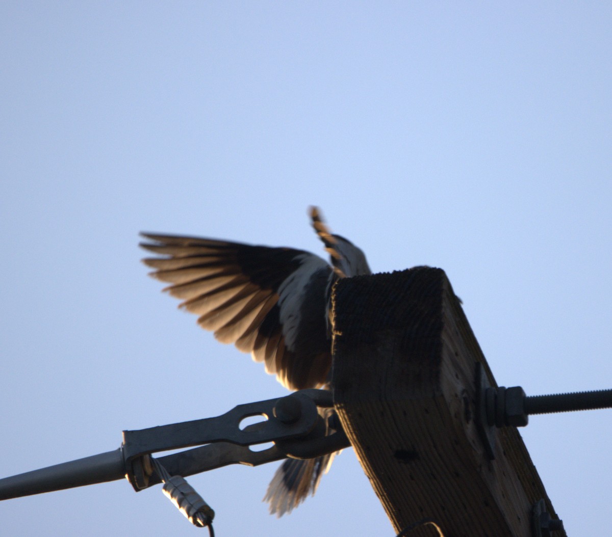 White-winged Dove - ML468213601