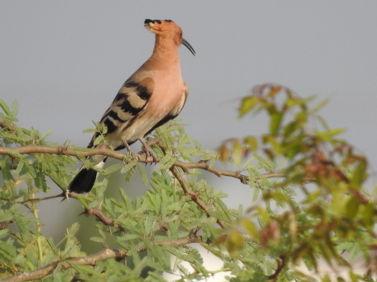 Eurasian Hoopoe - ML468213631