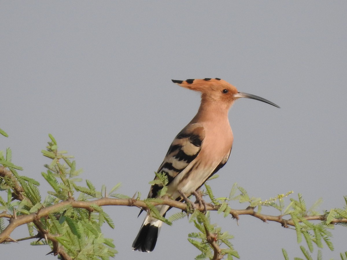 Eurasian Hoopoe - ML468213651