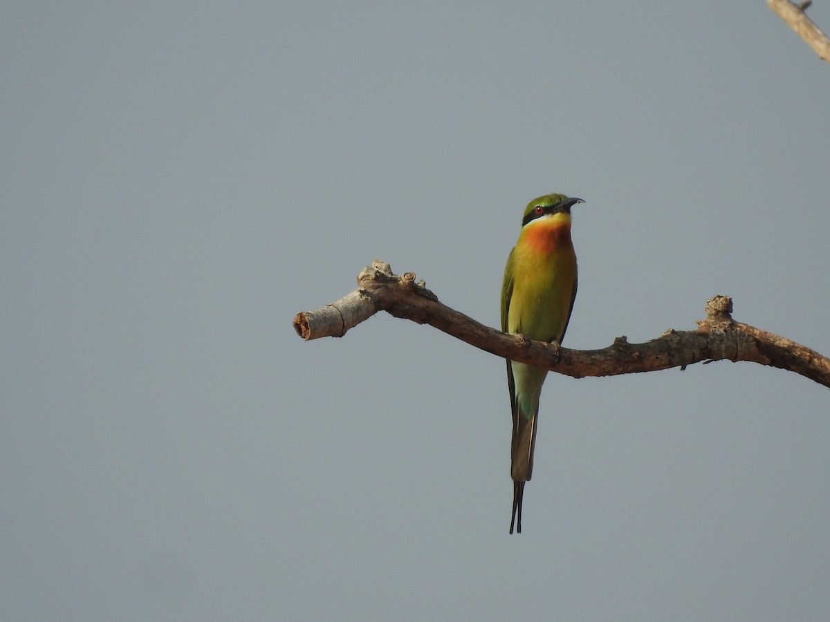 Blue-tailed Bee-eater - Arulvelan Thillainayagam