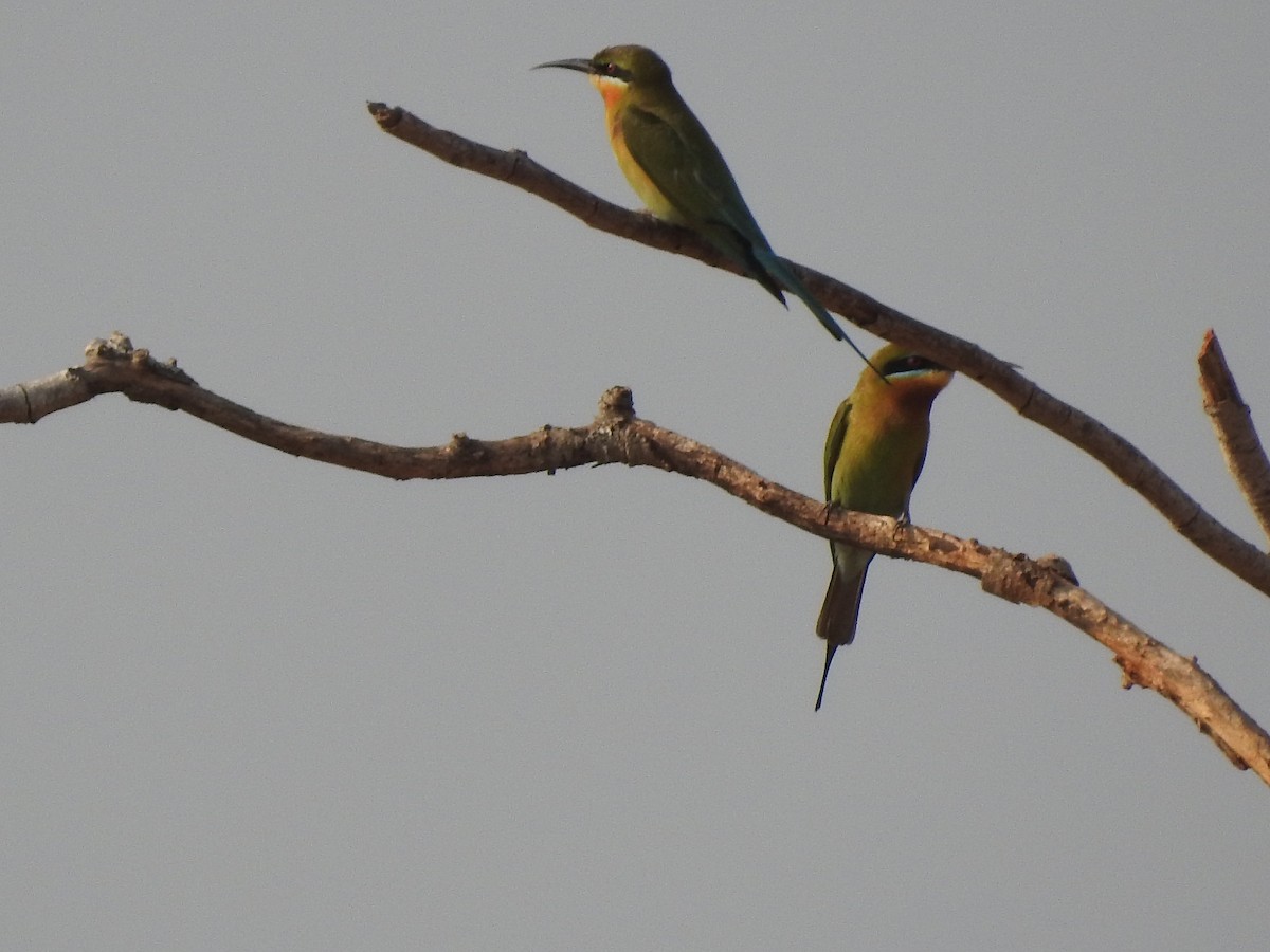 Blue-tailed Bee-eater - ML468214281