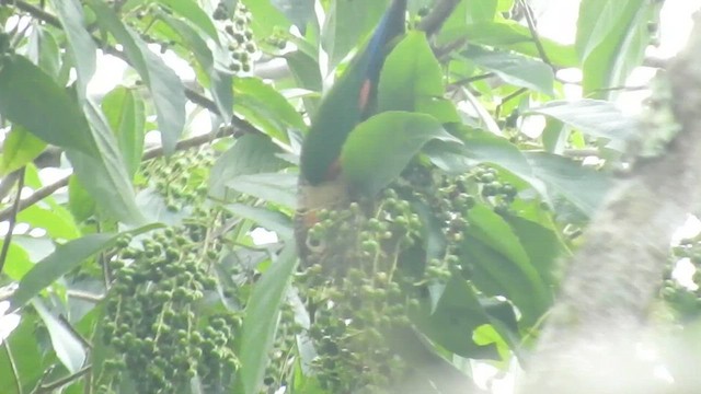 Conure à col blanc - ML468214811