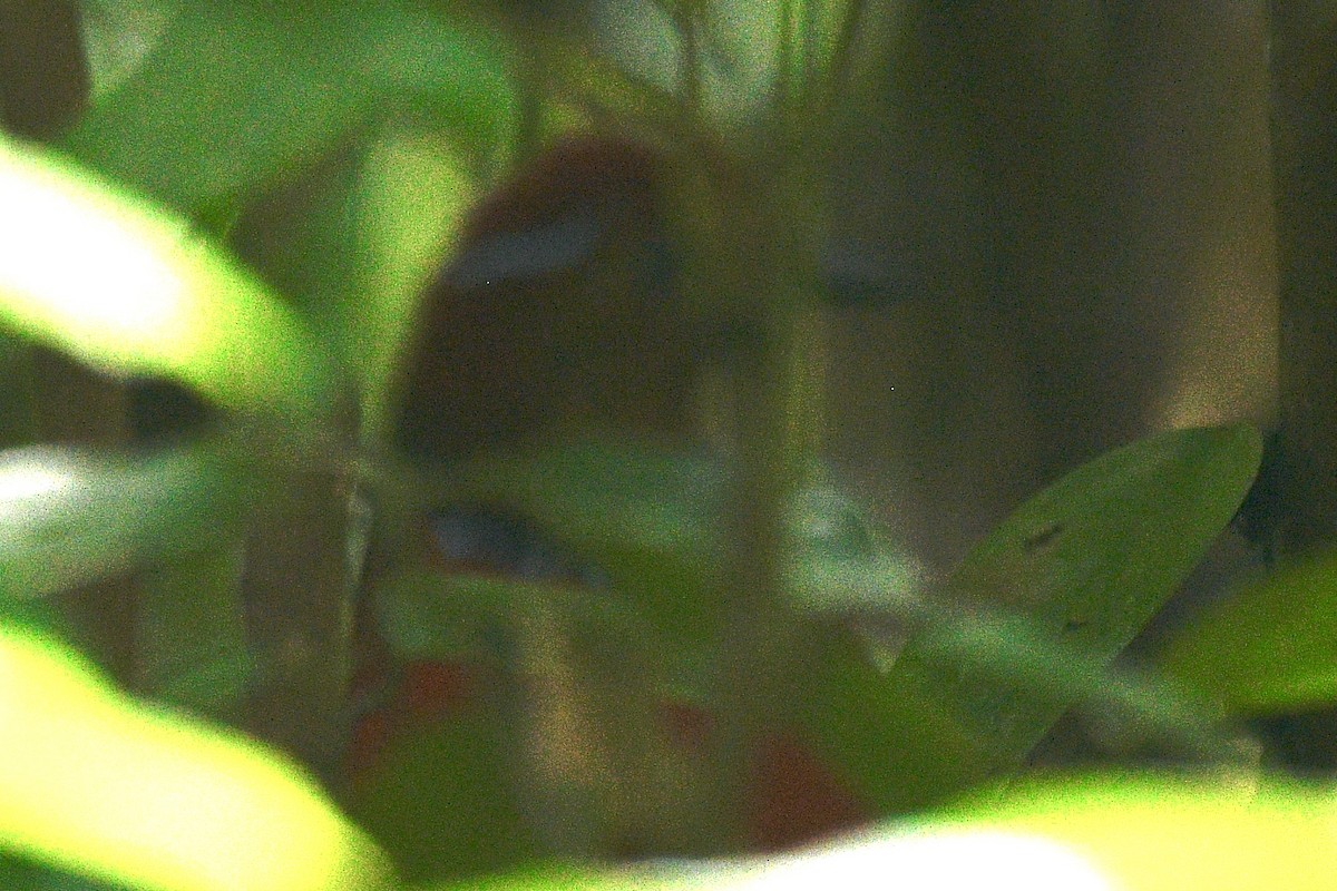 Blue-banded Pitta - Will Brooks