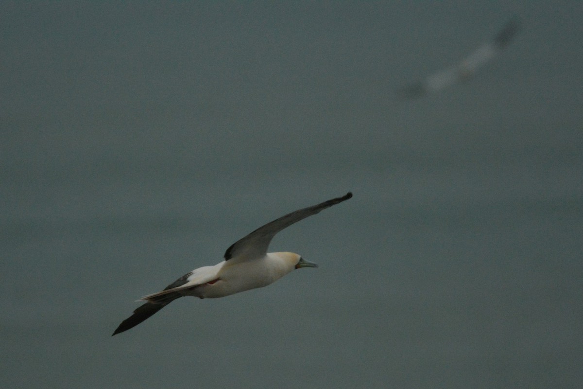 Red-footed Booby - ML46821641