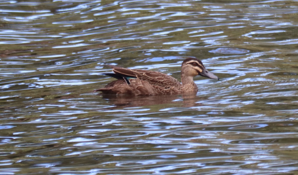 Pacific Black Duck - ML468216701