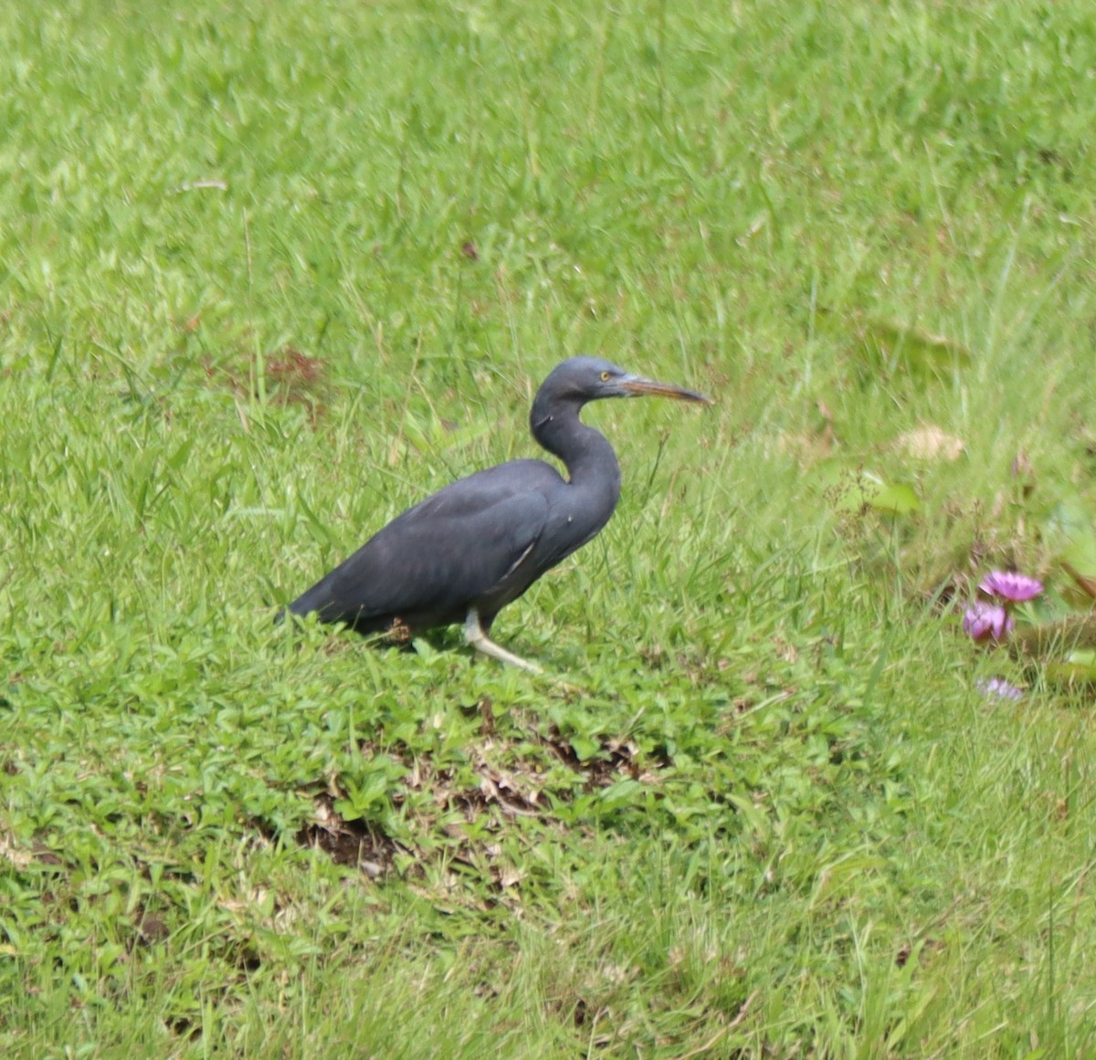 Pacific Reef-Heron - ML468216711