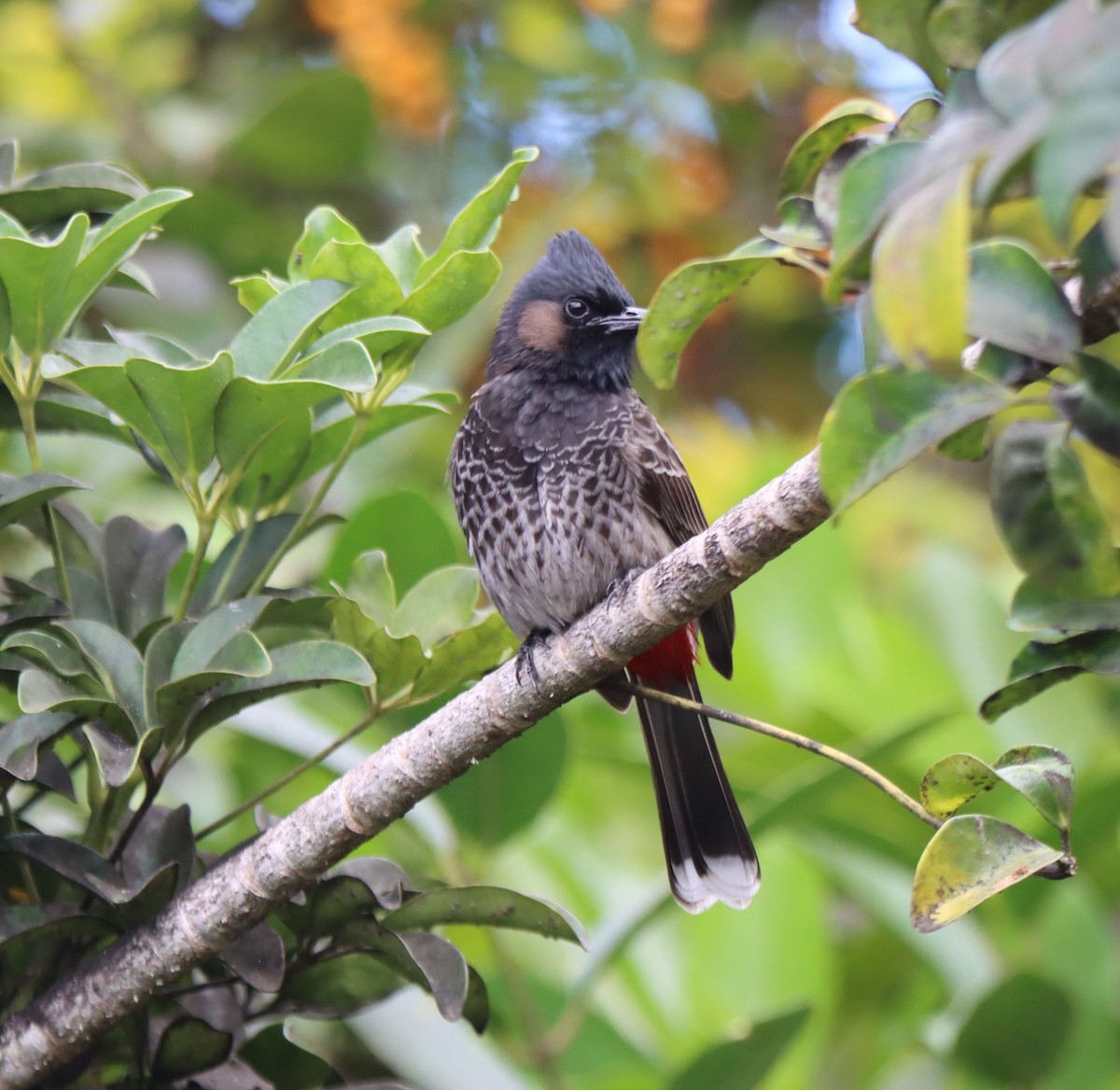 Red-vented Bulbul - ML468216781