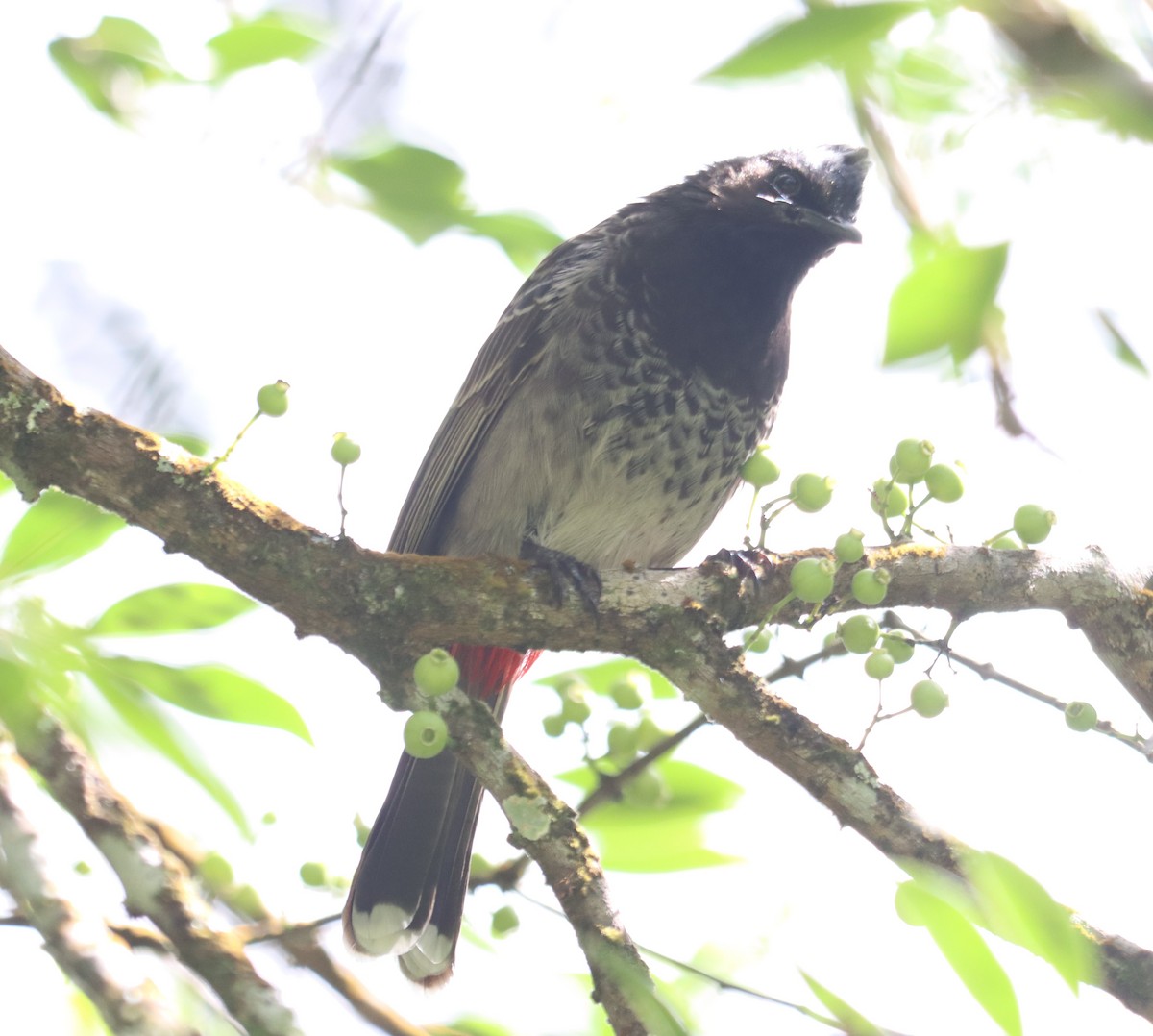 Red-vented Bulbul - ML468216801
