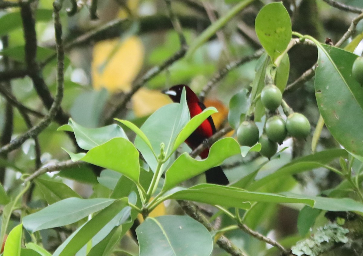 Crimson-backed Tanager - ML468216921