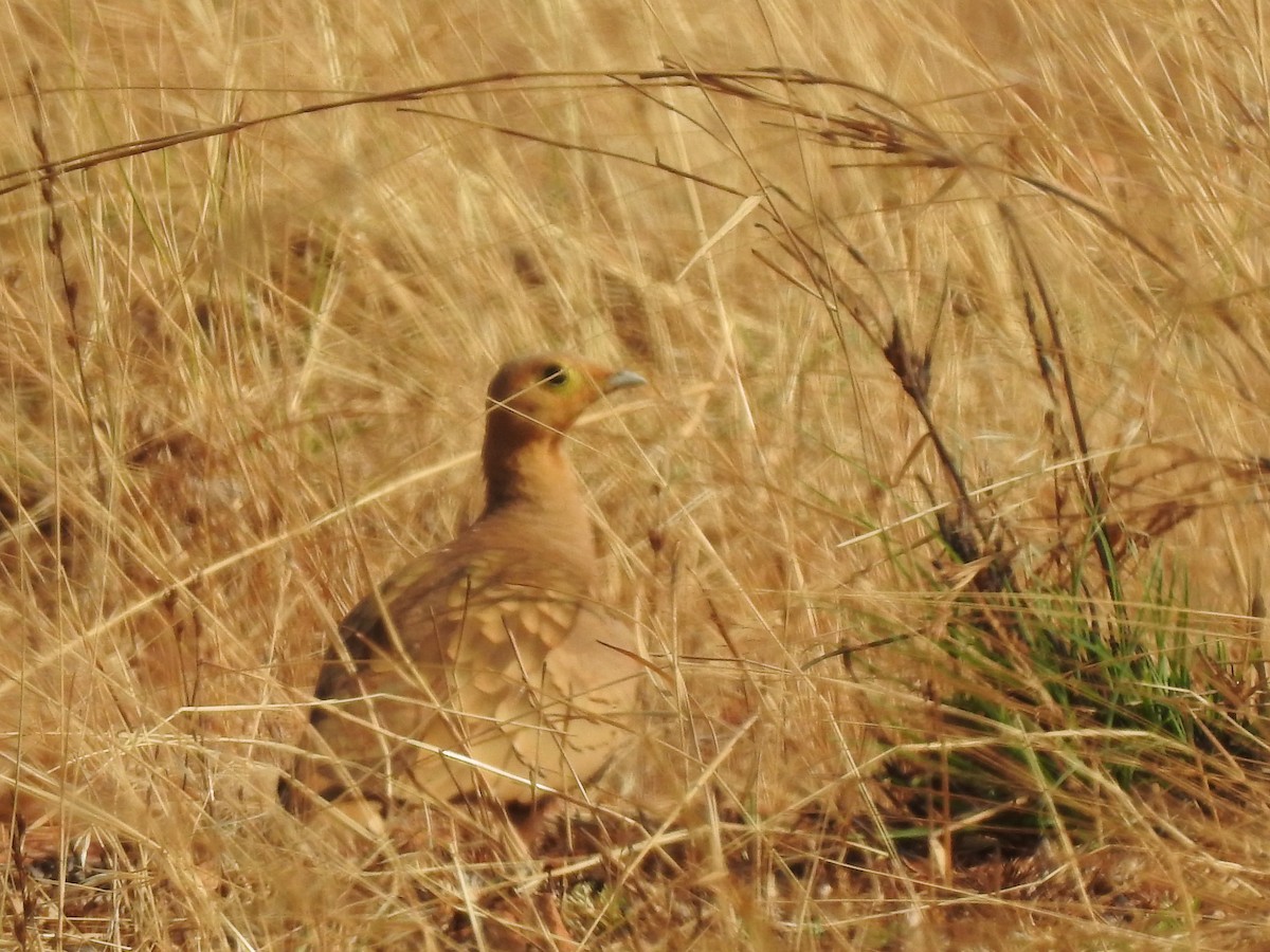 Chestnut-bellied Sandgrouse - Arulvelan Thillainayagam