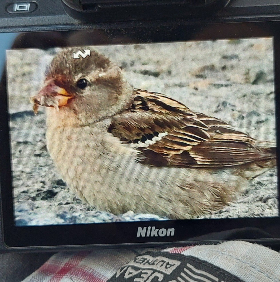 House Sparrow - ML468218011