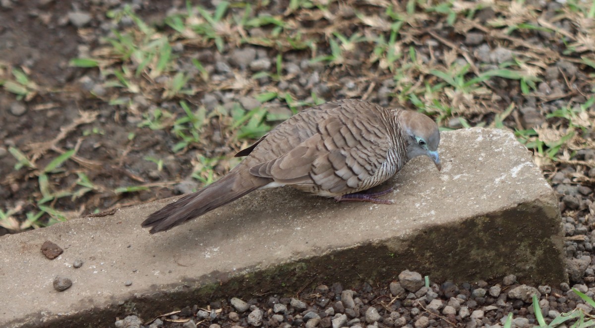 Zebra Dove - ML468218031