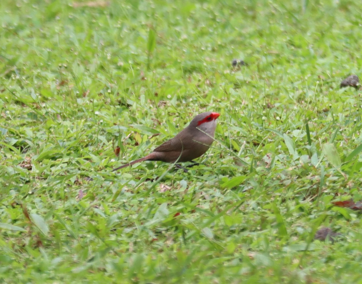 Common Waxbill - ML468218091