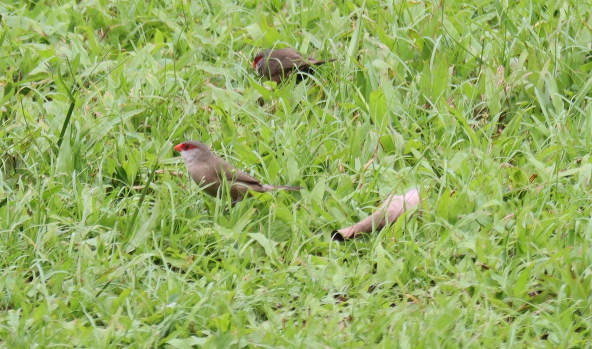 Common Waxbill - ML468218101