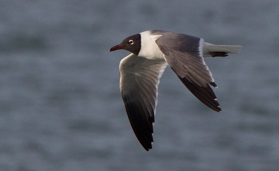 Laughing Gull - ML46821861