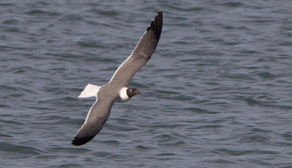 Laughing Gull - ML46821881