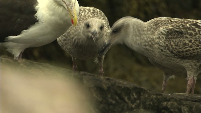 Great Black-backed Gull - ML468219