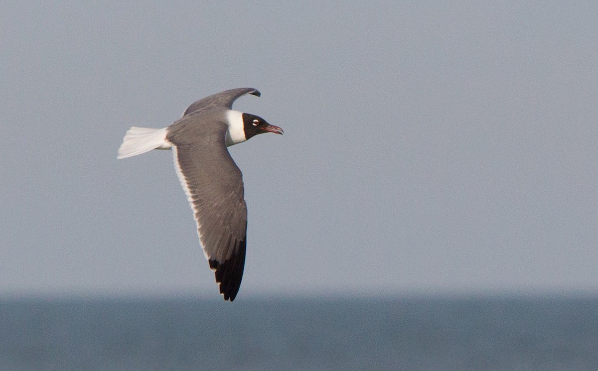 Laughing Gull - ML46821951