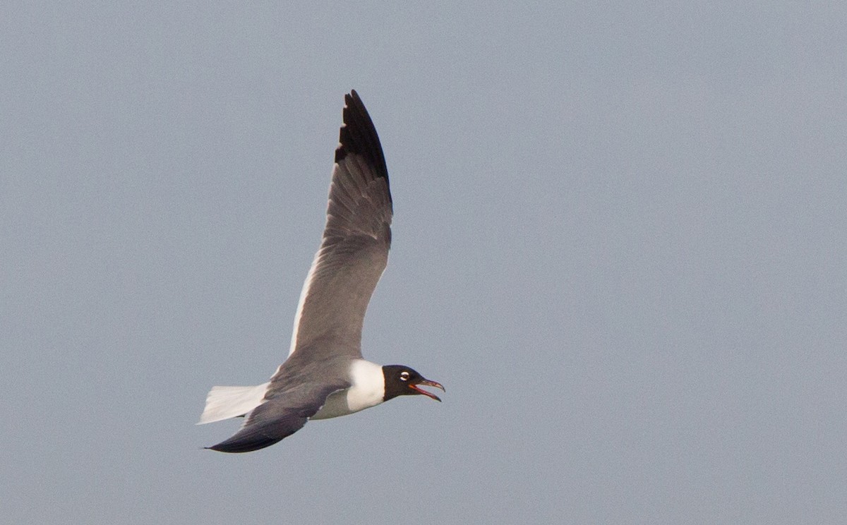 Laughing Gull - ML46821981